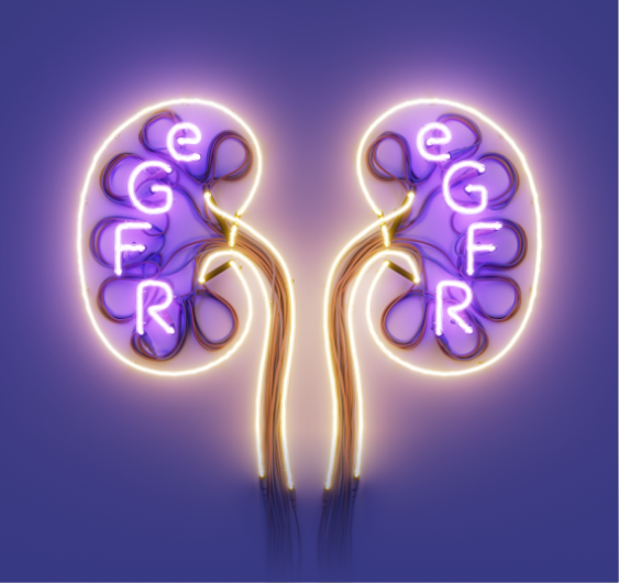 Image shows a stylized representation of two kidneys. Each kidney has the letters "eGFR" displayed within, with a glowing effect highlighting the importance of estimated glomerular filtration rate (eGFR) in kidney function. The background is purple, enhancing the focus on the kidneys and the eGFR lettering.